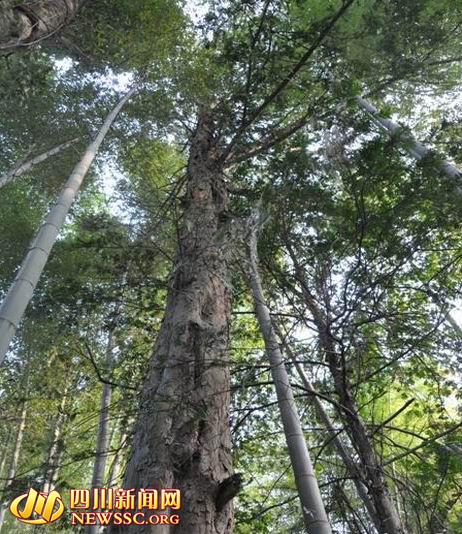 内江发现第21棵野生红豆杉 被誉"植物界大熊猫"